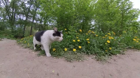 Cat in the park. Stockbeeldmateriaal 246371983