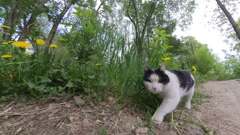 Cat in the park. Vidéo 246372324