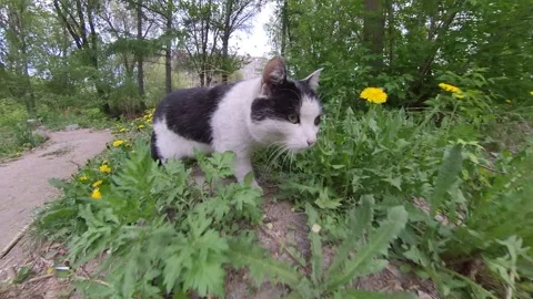 Cat in the park. Видео 246372822