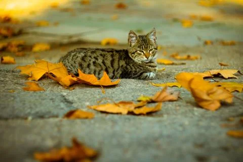 Cat in the park Stock Photos