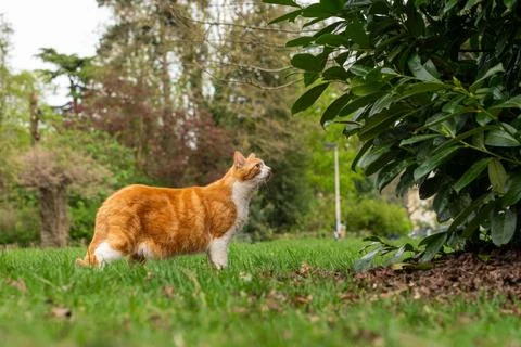 Cat in the park Stock Photos
