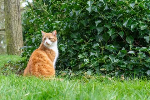 Cat in the park Stock Photos