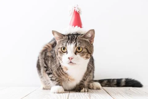 Cat with party hat Stock Photos
