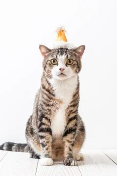 Cat with party hat Stock Photos