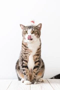 Cat with party hat Stock Photos