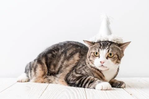 Cat with party hat Stock Photos