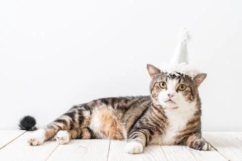 Cat with party hat Stock Photos