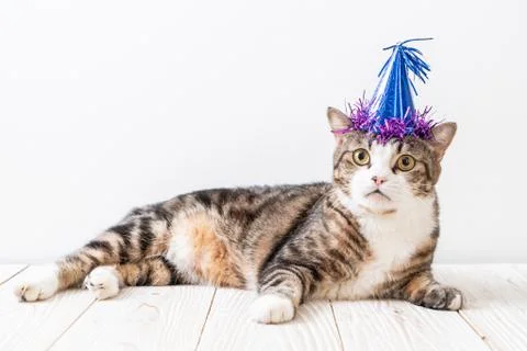 Cat with party hat Stock Photos