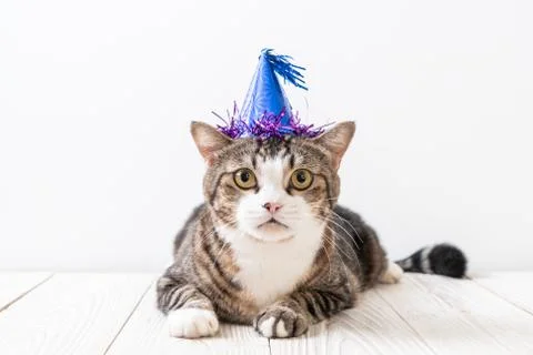 Cat with party hat Stock Photos