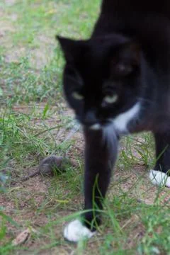 Cat passed the mouse Stock Photos