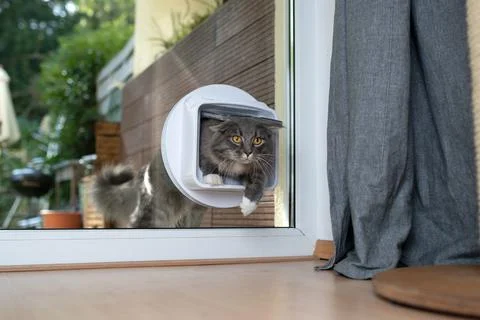 Cat passing through cat flap in window Stock Photos