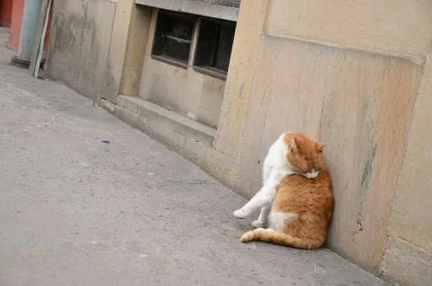 Cat on a path Stock Photos