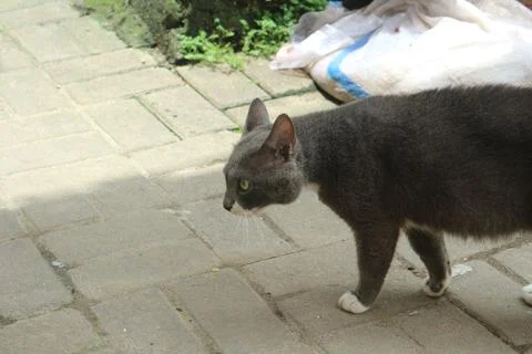 Cat on a Paved Path Stock Photos