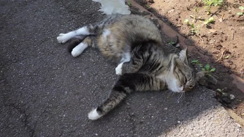 Cat on the pavement Видео 156033534