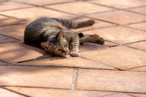 Cat on paving slabs1 Stock Photos