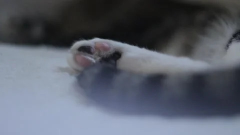 Cat paw and tail on bed Stock Footage 159628131