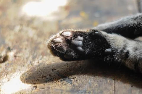 Cat paw basking in sunlight on rustic wood surface Foto stock