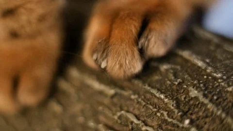 Cat Paw With Claws Stock Footage 75238557