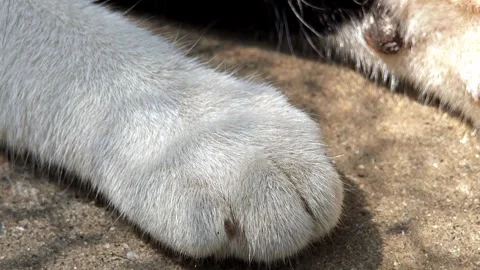 Cat paw on the floor. Stock Footage 306942369