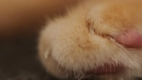 Cat paw Video stock 160341532
