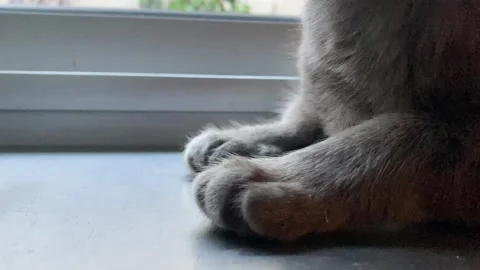Cat paw Vídeos de archivo 260271728