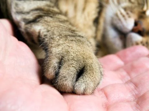 Cat paw Stock Photos