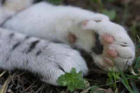 Cat paw Stock Photos
