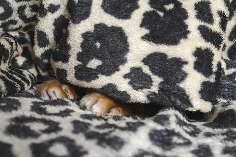 Cat paw Stock Photos