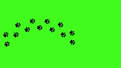 Cat paw print direction path animation isolated on green background Stock Footage 321883474