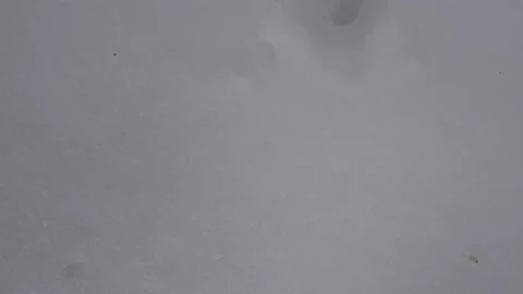 Cat Paw Print Stock Footage 179674783