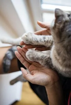 Cat Paw In Woman Hands. Symbol Of Friendship Of Cat And Human. Stock Photos