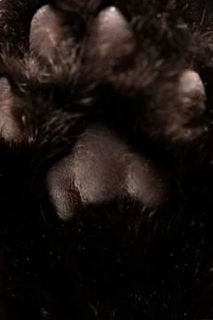 Cat paws on black background. Macro kitty Stock Photos
