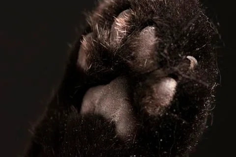 Cat paws on black background. Macro kitty 库存照片