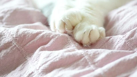Cat paws on blanket Stock Footage 94479379