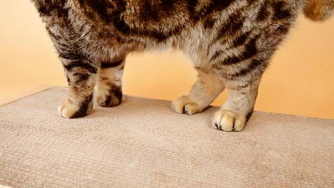 Cat paws on a cardboard scratching post. Scratching post for a cat. Stock Photos