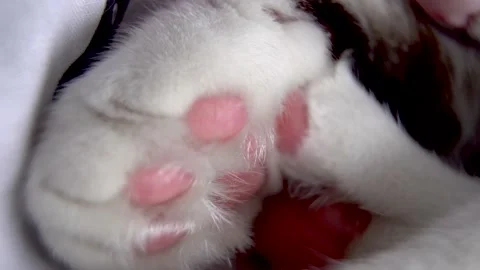 Cat paws, cat pads, cat resting, paws large, nature, animals Stock Footage 163204586