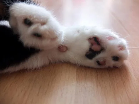 Cat paws close up Stock Photos