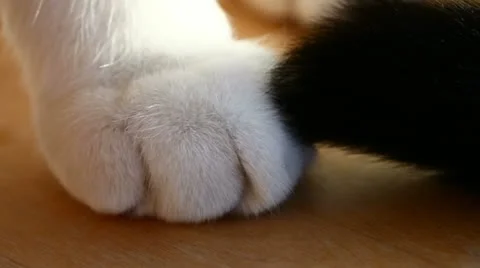 Cat paws close-up (sequence) Video stock 10899413