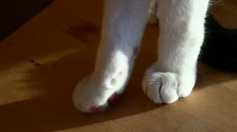 Cat paws Stock Footage 10899435