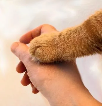 Cat Paws on Hand Stock Photos