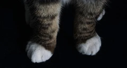 Cat Paws Stock Photos