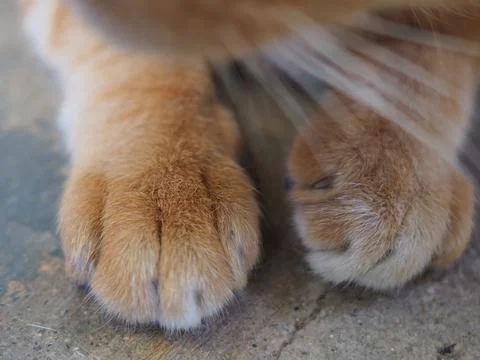 Cat paws. Stock Photos