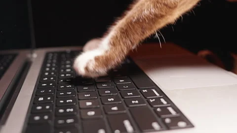 Cat Paws Press Laptop Keyboard in Close Up, Playful Pet Technology and Digital L Stock Footage 341975016