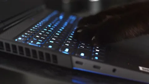 Cat paws typing on the keyboard. cat doing online shopping. Stock Footage 221202235
