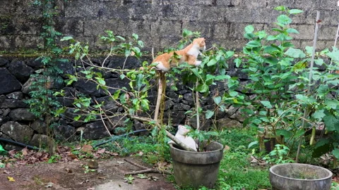 Cat paying in garden falls down from plant. Cat adventures Vídeos de archivo 314182067