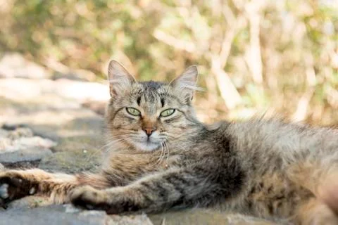 Cat peaceful. Stock Photos