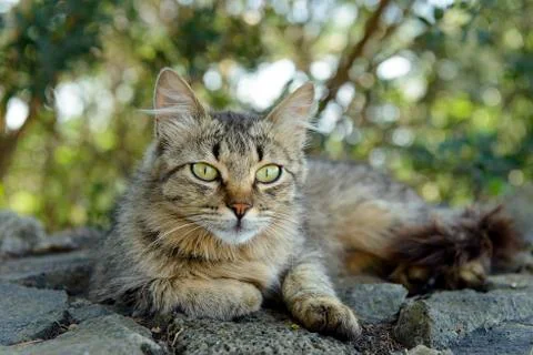 Cat peaceful. Stock Photos
