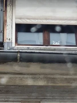 Cat peaking from an attic window Stock Photos