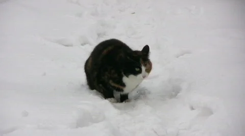 Cat pee in the snow Stock Footage 611578