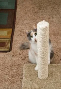 Cat peeking around scratching post Stock Photos